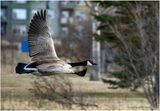 K4230525-Canada Goose.jpg