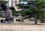 K4230528-Canada Goose.jpg