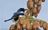 K3315894-Black-billed Magpie.jpg