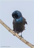 K3315932-Common Grackle.jpg