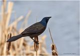 K3315934-Common Grackle.jpg