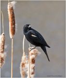 K3315965-Red-winged Blackbird-male.jpg
