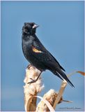 K3315975-Red-winged Blackbird.jpg