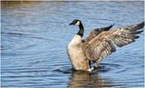 K3315992-Canada Goose.jpg