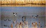 K4230567-Common Merganser-male.jpg