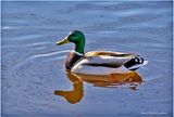 K4230574-Mallard-male.jpg