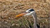 K4230758-Great Blue Heron.jpg