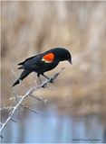 K4230618-Red-Winged Blackbird-male.jpg