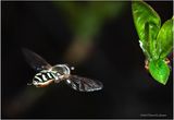 KF000099-tiny fly.jpg
