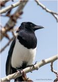 K3316029-Black-billed Magpir.jpg