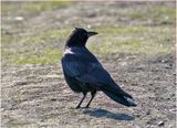 K3316074-American crow.jpg