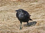 K3316085-American Crow.jpg