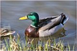 K4230812-Mallard-male.jpg