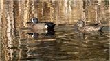 K4230822-Pair of Blue-wimged Teal.jpg
