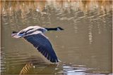 K4230863-Canada Goose.jpg