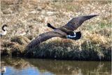 K4230884-Canada Goose.jpg