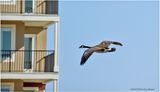K4230974-Canada Goose.jpg