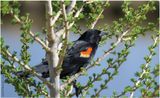 K4230980-Red-Winged Blackbird-male.jpg