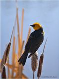 K4230993-Yellow-Headed Blackbird-male.jpg
