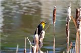 K4231024-Yellow-headed Blackbird-male.jpg