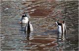 K4231060-Mallards-male.jpg