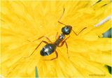 KF000142-Ant.jpg