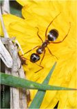 KF000139-Ant.jpg