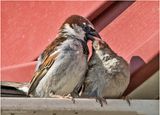 K3316435-House Sparrows.jpg