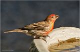 K3316594-House Finch-male.jpg