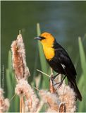 K3316635-Yellow-headed Blackbird.jpg
