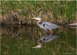 K4232154-Great Blue Heron.jpg