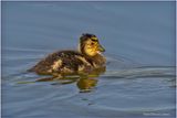 K4232144-Duckling.jpg