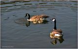 K4232204-Canada Geese.jpg