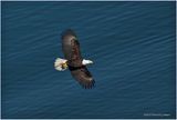 K4231565-BaldEagle.jpg