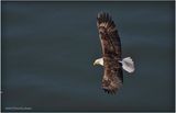 K4231615-Bald Eagle.jpg