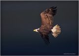 K4231618-Bald Eagle.jpg