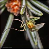 KF000282-unidentified.jpg