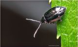 KF000397-Tiny beetle-about 3mm.jpg