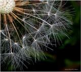 KF000352-Dandelions seed.jpg