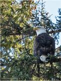 DSC09811-Bald Eagle.jpg