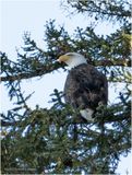 DSC09816-Bald Eagle.jpg