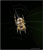 KF000455-tiny Spider.jpg