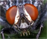 KF000575-Face of a fly.jpg