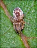KF000579-tiny spider.jpg