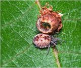 KF000528-Tiny spider.jpg