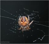 KF000511-tiny spider.jpg