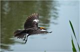 K4232304-Yellow-headed Blackbitd.jpg