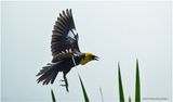 K4232308=Yellow-headed Blackbird.jpg