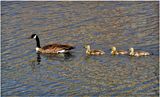 K4232326-Canada Geese.jpg