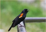 K4232395-Red-winged Blackbird-male.jpg